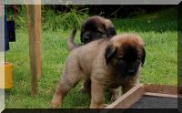 leonberger 094.jpg